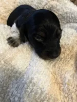 Buzz, a male Miniature Dachshund for sale in Bailey, MS – 2 of 3
