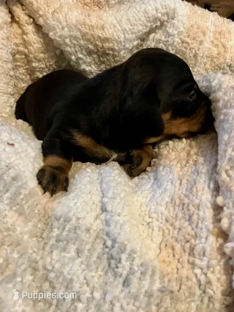 Woody – Miniature Dachshund puppy for sale in Bailey, MS