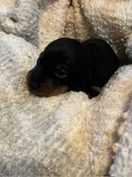 Woody, a male Miniature Dachshund for sale in Bailey, MS – 3 of 4