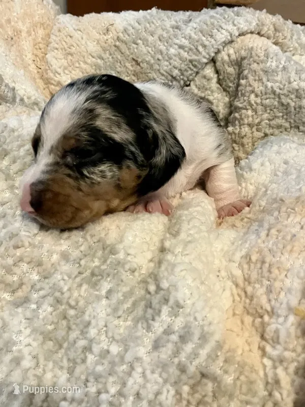 Andy – Miniature Dachshund puppy for sale in Bailey, MS