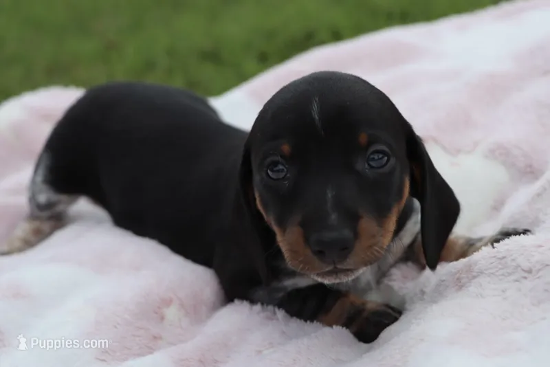 Meg – Miniature Dachshund puppy for sale in Bailey, MS
