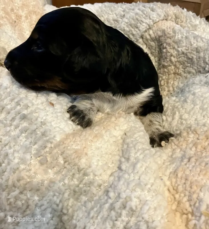 Buzz – Miniature Dachshund puppy for sale in Bailey, MS