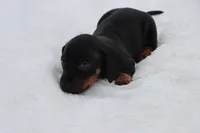 Woody, a male Miniature Dachshund for sale in Bailey, MS – 4 of 8