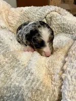 Andy, a male Miniature Dachshund for sale in Bailey, MS – 3 of 4