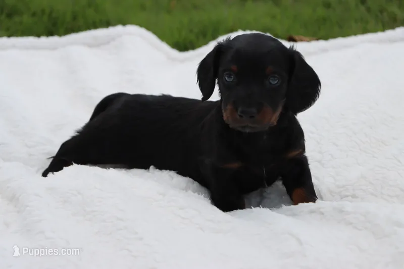 Hercules – Miniature Dachshund puppy for sale in Bailey, MS