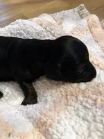 Hercules, a male Miniature Dachshund for sale in Bailey, MS – 2 of 4