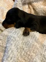 Woody, a male Miniature Dachshund for sale in Bailey, MS – 4 of 4