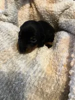 Woody, a male Miniature Dachshund for sale in Bailey, MS – 2 of 4