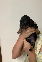 Woody, a male Miniature Dachshund for sale in Bailey, MS – 6 of 8