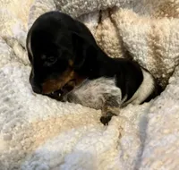 Meg, a female Miniature Dachshund for sale in Bailey, MS – 4 of 4
