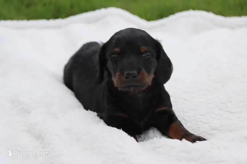 Hercules – Miniature Dachshund puppy for sale in Bailey, MS
