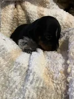 Meg, a female Miniature Dachshund for sale in Bailey, MS – 2 of 4