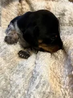 Meg, a female Miniature Dachshund for sale in Bailey, MS – 3 of 4