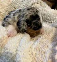 Andy, a male Miniature Dachshund for sale in Bailey, MS – 4 of 4