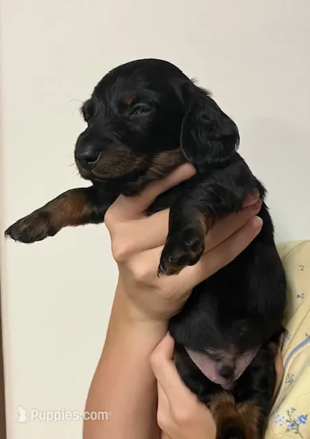 Hercules – Miniature Dachshund puppy for sale in Bailey, MS