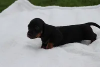 Woody, a male Miniature Dachshund for sale in Bailey, MS – 3 of 8