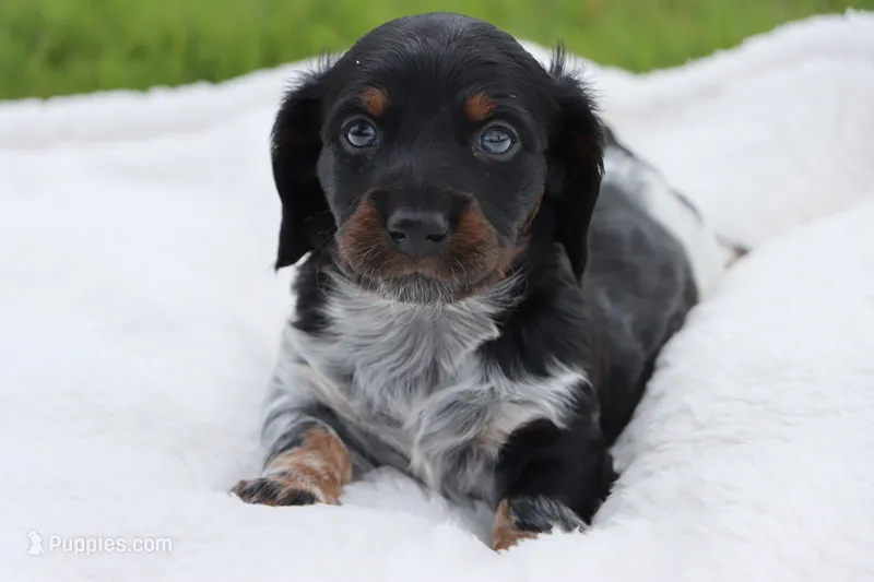 Buzz – Miniature Dachshund puppy for sale in Bailey, MS