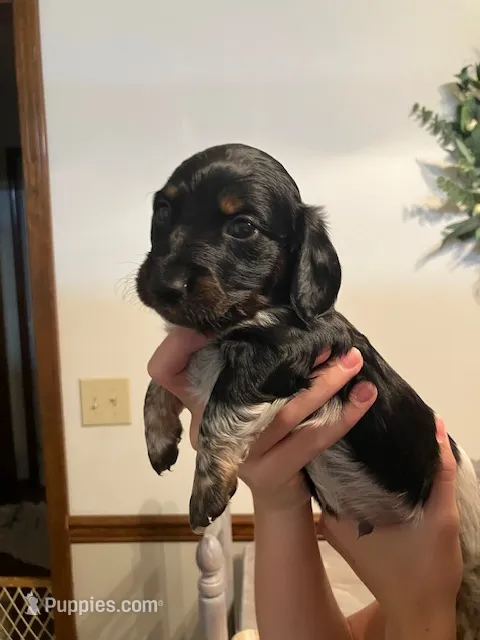 Meg – Miniature Dachshund puppy for sale in Bailey, MS
