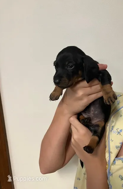 Woody – Miniature Dachshund puppy for sale in Bailey, MS