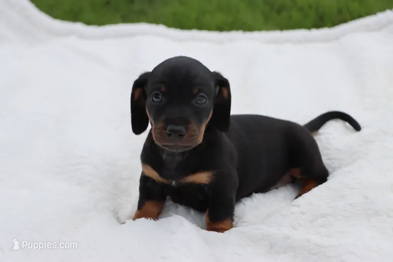Woody – Miniature Dachshund puppy for sale in Bailey, MS