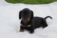 Woody, a male Miniature Dachshund for sale in Bailey, MS – 1 of 8