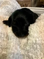 Hercules, a male Miniature Dachshund for sale in Bailey, MS – 4 of 4