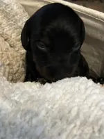 Hercules, a male Miniature Dachshund for sale in Bailey, MS – 1 of 4