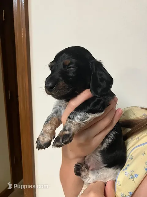 Buzz – Miniature Dachshund puppy for sale in Bailey, MS