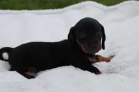 Woody, a male Miniature Dachshund for sale in Bailey, MS – 2 of 8
