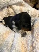 Meg, a female Miniature Dachshund for sale in Bailey, MS – 1 of 4