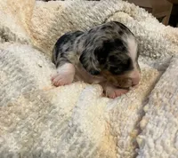Andy, a male Miniature Dachshund for sale in Bailey, MS – 2 of 4