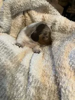 Anna, a female Miniature Dachshund for sale in Bailey, MS – 2 of 4