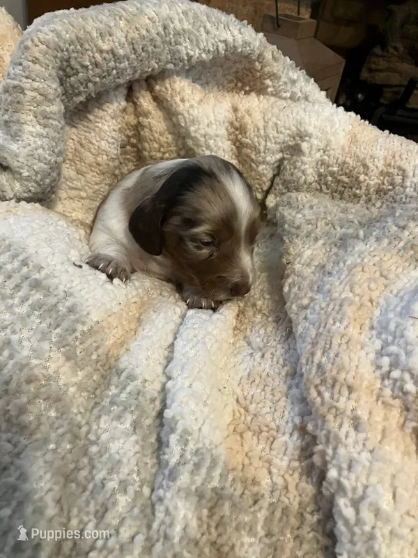 Anna – Miniature Dachshund puppy on hold in Bailey, MS