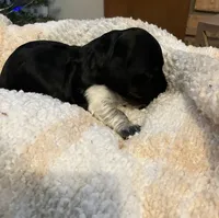Buzz, a male Miniature Dachshund for sale in Bailey, MS – 3 of 3