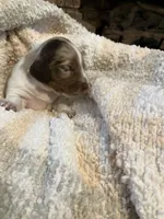 Anna, a female Miniature Dachshund for sale in Bailey, MS – 3 of 4