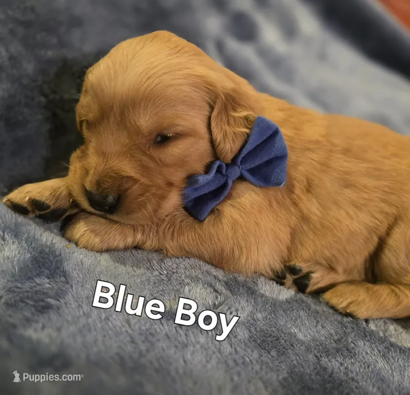 Blue Golden Boy – Golden Retriever puppy for sale in Lubbock, TX