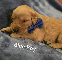 Blue Golden Boy, a male Golden Retriever for sale in Lubbock, TX – Photo 1 of 7