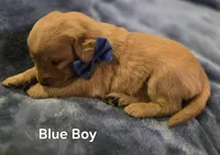 Blue Golden Boy, a male Golden Retriever for sale in Lubbock, TX – Photo 5 of 7