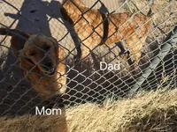 Blue Golden Boy, a male Golden Retriever for sale in Lubbock, TX – Photo 7 of 7