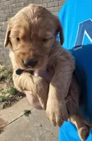 Blue Boy, a male Golden Retriever for sale in Lubbock, TX – Photo 2 of 10