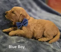 Blue Golden Boy, a male Golden Retriever for sale in Lubbock, TX – Photo 3 of 7