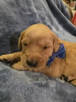 Blue Golden Boy, a male Golden Retriever for sale in Lubbock, TX – Photo 6 of 7