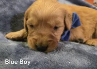 Blue Golden Boy, a male Golden Retriever for sale in Lubbock, TX – Photo 4 of 7