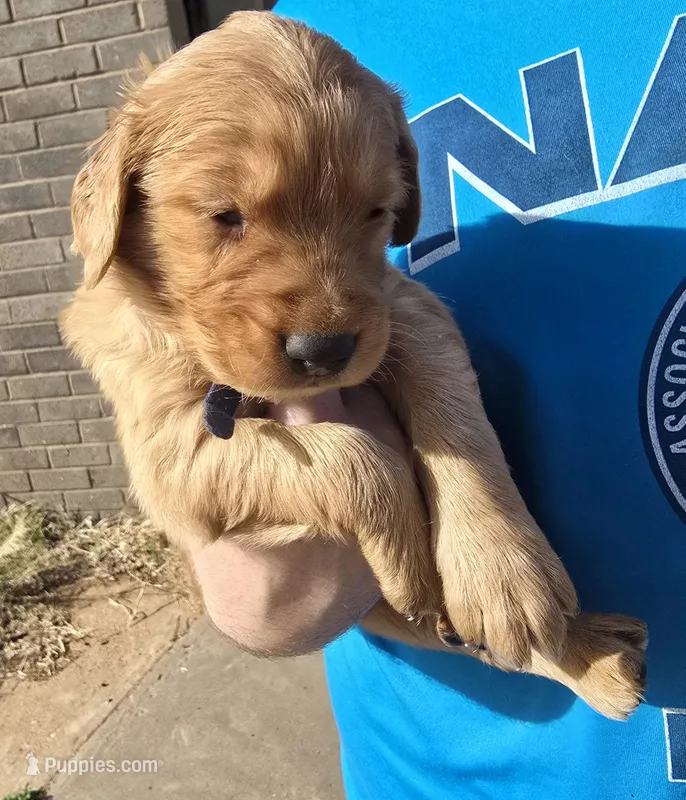 Blue Boy – Golden Retriever puppy for sale in Lubbock, TX