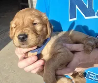 Blue Boy, a male Golden Retriever for sale in Lubbock, TX – Photo 3 of 10