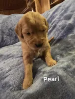 Pearl, a female Golden Retriever for sale in Lubbock, TX – Photo 1 of 5