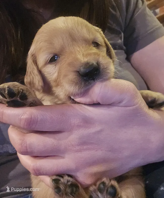 Pearl – Golden Retriever puppy for sale in Lubbock, TX
