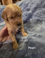 Pearl, a female Golden Retriever for sale in Lubbock, TX – Photo 2 of 5