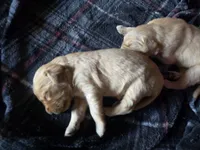 Pearl, a female Golden Retriever for sale in Lubbock, TX – Photo 4 of 5