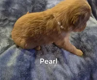 Pearl, a female Golden Retriever for sale in Lubbock, TX – Photo 3 of 5